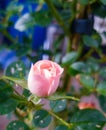 Rose button at morning