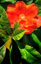 Rose cactus flowers which is a very disciplined flower