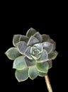 Rose Cactus Succulent Echeveria on Black Royalty Free Stock Photo