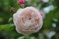 Compassion Rose in rosegarden Royalty Free Stock Photo