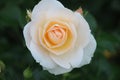 Sirius Rose in rosesarium Boskoop Royalty Free Stock Photo