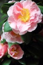 Rose camellias