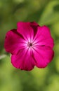 The rose campion Lychnis coronaria