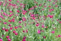 Rose campion Silene coronaria