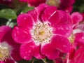 Rose Candia Royalty Free Stock Photo