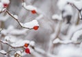 Rose-canina dog-rose with berry bending under a snow cap Royalty Free Stock Photo