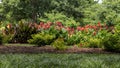 Rose and Canna lily flower beds at the Dallas Arboretum