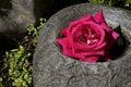 Rose in Carved Rock Royalty Free Stock Photo