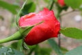 Rose from central bulgaria Royalty Free Stock Photo