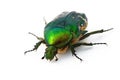 Rose chafer Royalty Free Stock Photo