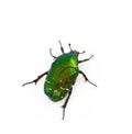 Rose chafer Royalty Free Stock Photo