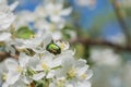 Rose chafer on an apple flower Royalty Free Stock Photo