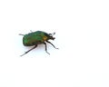 Rose Chafer beetle Royalty Free Stock Photo