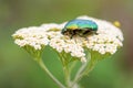 Rose Chafer beetle - Cetonia aurata Royalty Free Stock Photo