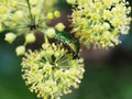 Rose chafer beetle, Chrysolina graminis. Shiny, emerald green metallic large insect on ivy, hedera, flower. Closeup