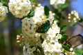 Rose chafer in the blossoming snowberry bush Royalty Free Stock Photo