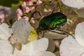 Rose Chafer Cetonia Aurata, Cetoniinae. Green bronze beetle on a flowering hydrangea. Macro photo. Close-up Royalty Free Stock Photo