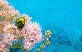 Rose Chafer - Cetonia Aurata - On Flowers Of Spirea Bumalda