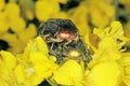 Rose chafer (Cetonia aurata ) or the green rose chafe on rapeseed flower. Royalty Free Stock Photo
