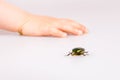 Rose chafer Royalty Free Stock Photo