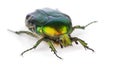 Rose chafer