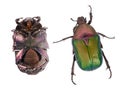 Rose chafer, Cetonia aurata, isolated on white background. Beautiful iridescent beetle. Top and underside.