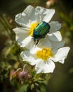 Rose chafer coleopteron on rockrose flowers