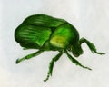 Rose chafer - drawing