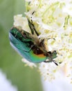 Rose chafer (ÃÂ¡etonia aurata) on flowers of elderberry