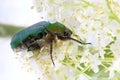 Rose chafer (ÃÂ¡etonia aurata) on flowers of elderberry