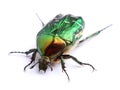 Rose chafer (ÃÂ¡etonia aurata) on white