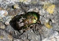 Rose chafer Royalty Free Stock Photo
