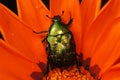 Rose chafer on a gerbera. Royalty Free Stock Photo