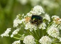 Rose Chafer