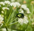 Rose Chafer