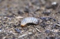 Rose chafer larva. Close up of the insect Royalty Free Stock Photo