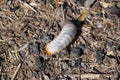 Rose chafer larva. Close up of the insect