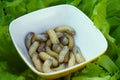 Rose chafer larvae in a bowl on salad Royalty Free Stock Photo