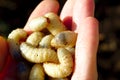 Rose chafer larvae in the hand of a person Royalty Free Stock Photo