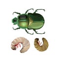 Rose chafer vector Royalty Free Stock Photo