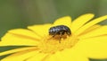 Rose Chafer, Oxythyrea Noemi, on yellow corn marigold Royalty Free Stock Photo