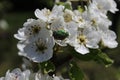 Rose chafer in pear blossoms Royalty Free Stock Photo