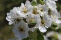 Rose chafer in pear blossoms Royalty Free Stock Photo