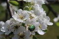 Rose chafer in pear blossoms Royalty Free Stock Photo