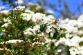 Rose chafer in the snowberry bush Royalty Free Stock Photo