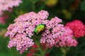 Rose chafer on a yarrow Royalty Free Stock Photo