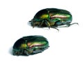 Rose chafers Royalty Free Stock Photo