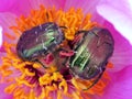 Rose chafers