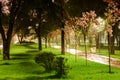 Rose cherry blossom alley at Kyoto Kioto park, Kyiv, Ukraine Royalty Free Stock Photo