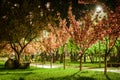 Rose cherry blossom alley at Kyoto Kioto park, Kyiv, Ukraine Royalty Free Stock Photo